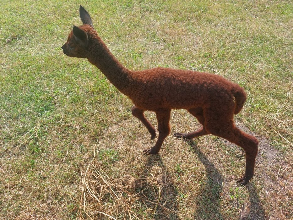 Sprzedam samiczkę alpaki