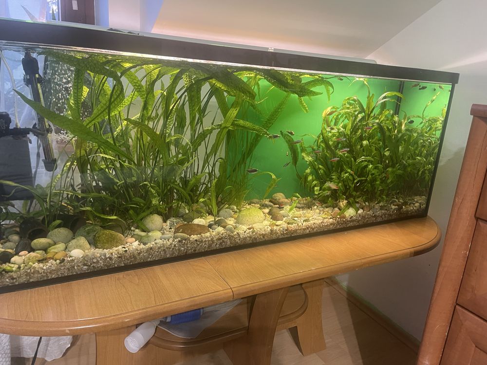 Akwarium 170 l.