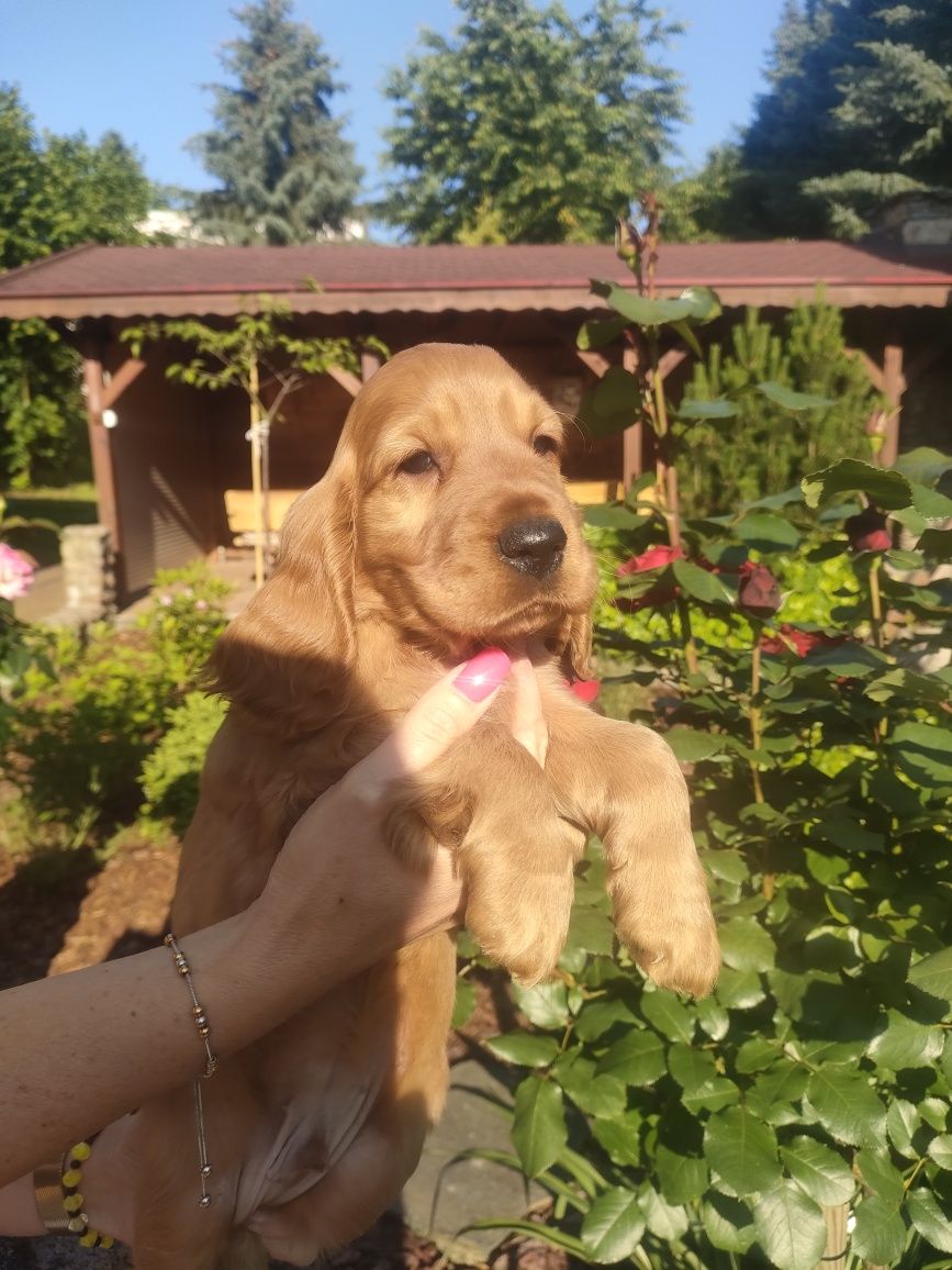 Cocker spaniel śliczny maluszek