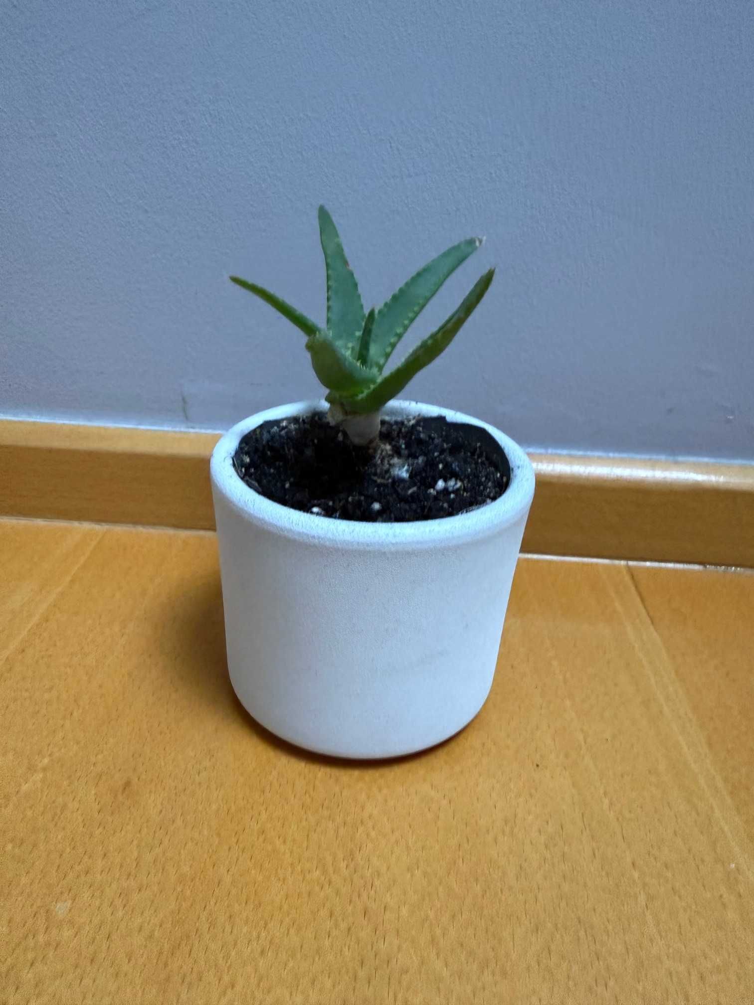 Mini aloes w betonowej, jasnoszarej doniczce, nowoczesny design