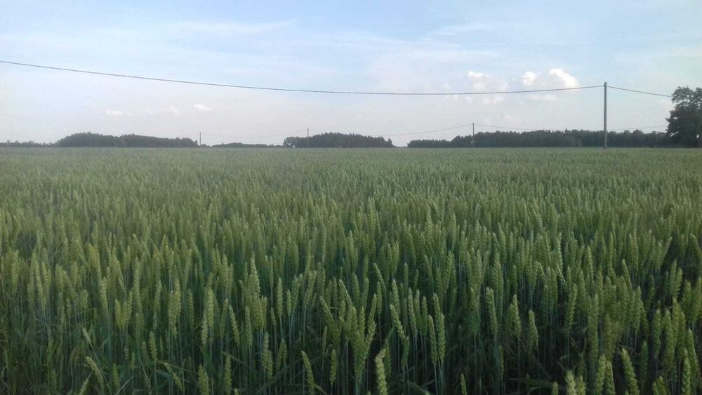 Sprzedam pszenicę zimową - Opoka (HR Strzelce)