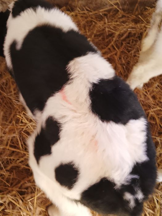 Sprzedam cielaki mieszańce