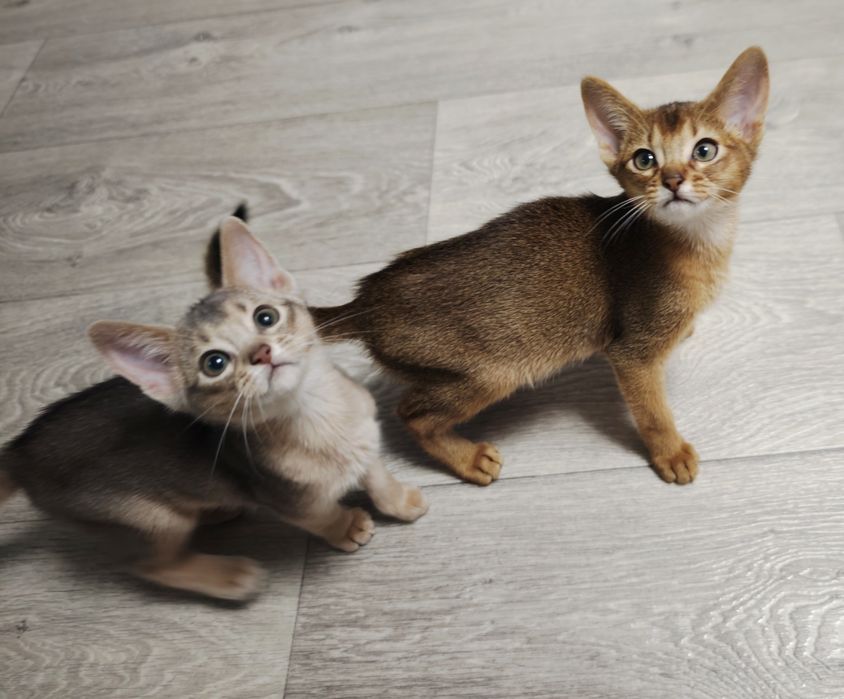 Продам абиссинских котят