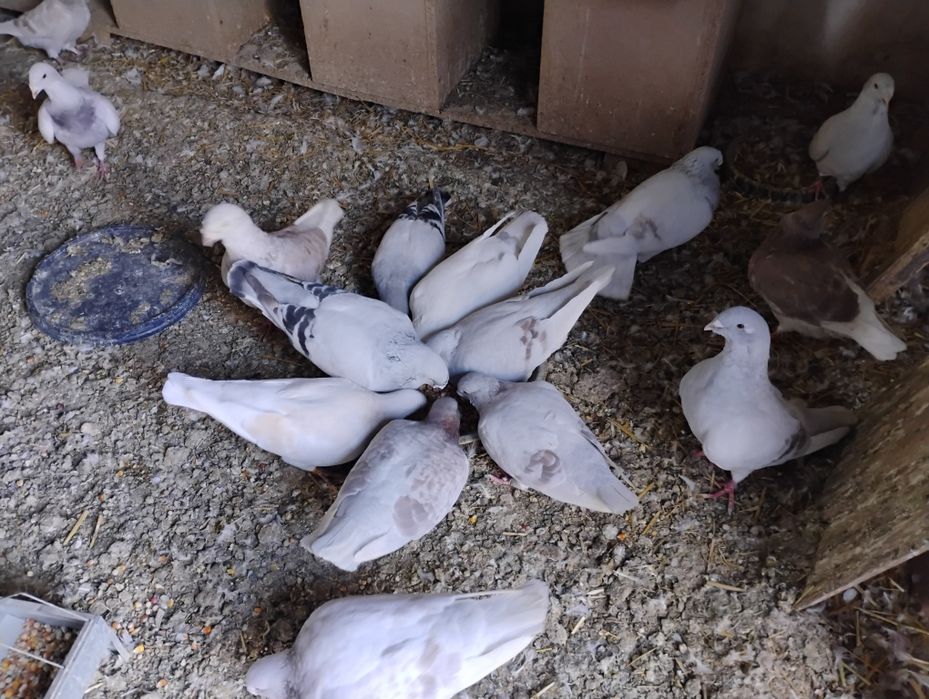 Gołębie Standardy - Hodowla z 40 letnią tradycją