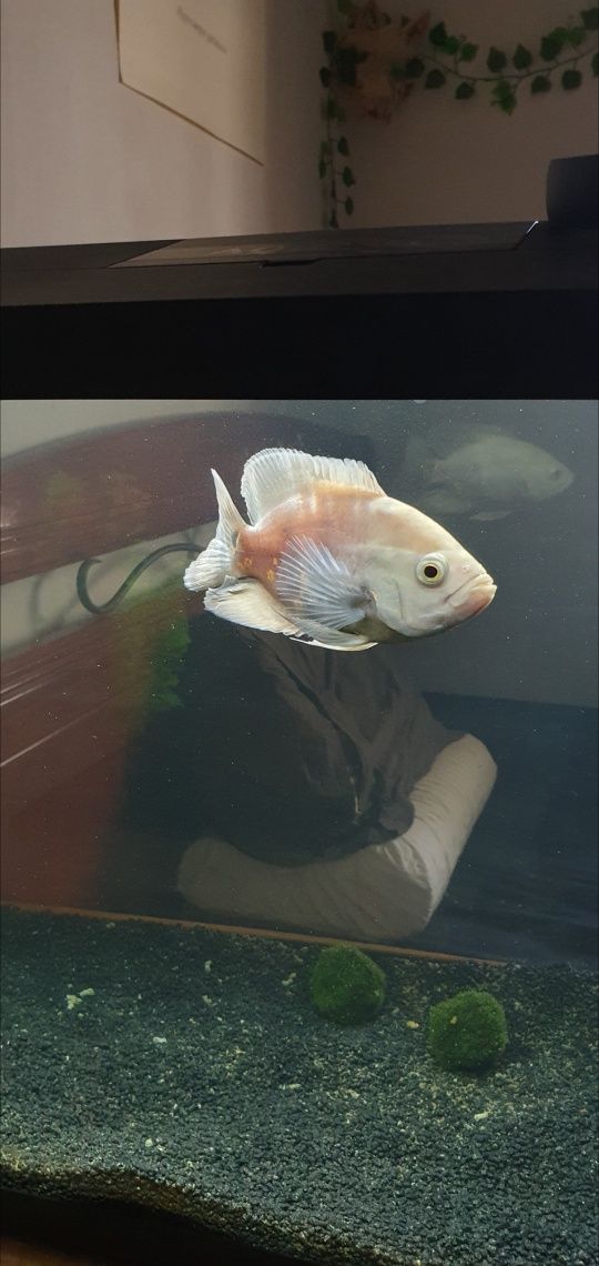 Peixe Oscar Albino