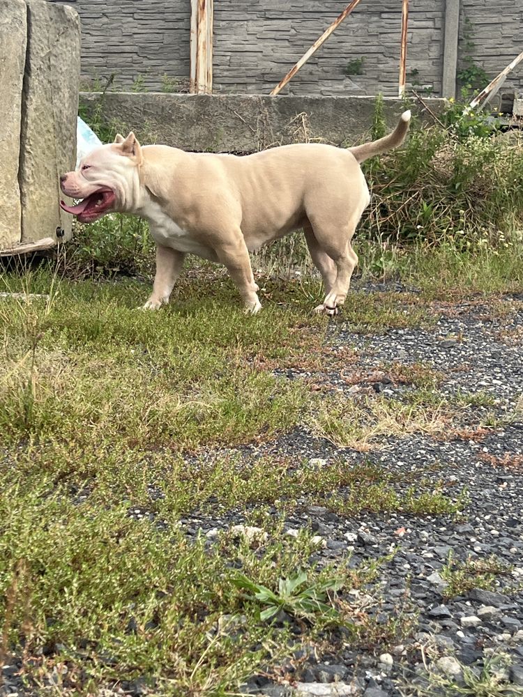 American Bully Standard Piękna Suczka ! Okazja !!!