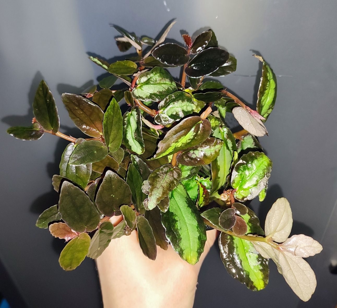 Pellionia repens i pulchra rośliny o barwnych lisciach do terrarium