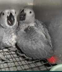 Papagaios Cinzentos criados á mão muito dóceis
