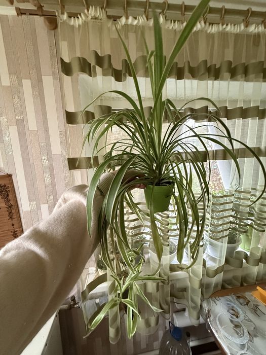 Хлорофітум продам