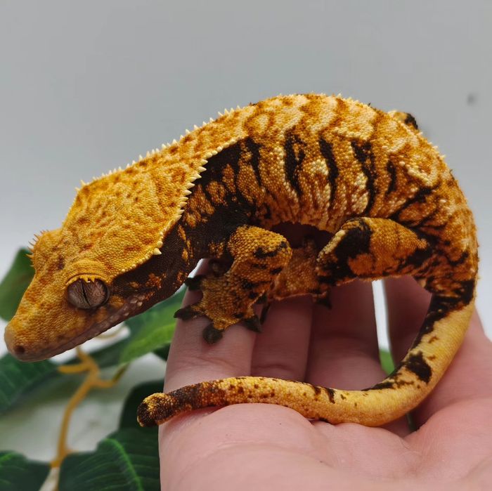 Gekon orzęsiony samica