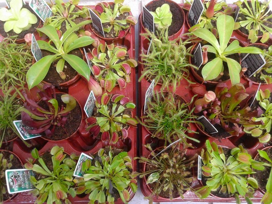 Carnívoras . várias plantas