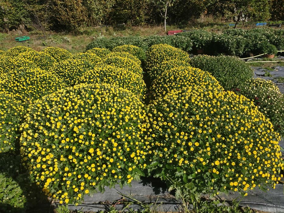 Chryzantemy drobnokwiatowe