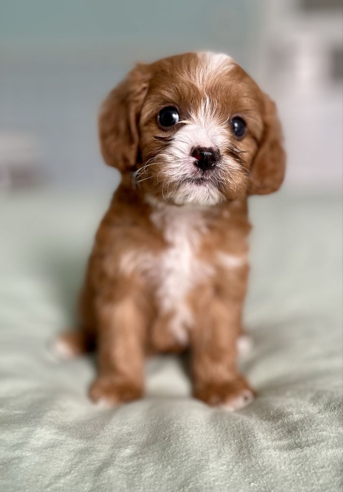 Cavapoo F1/ chłopczyk