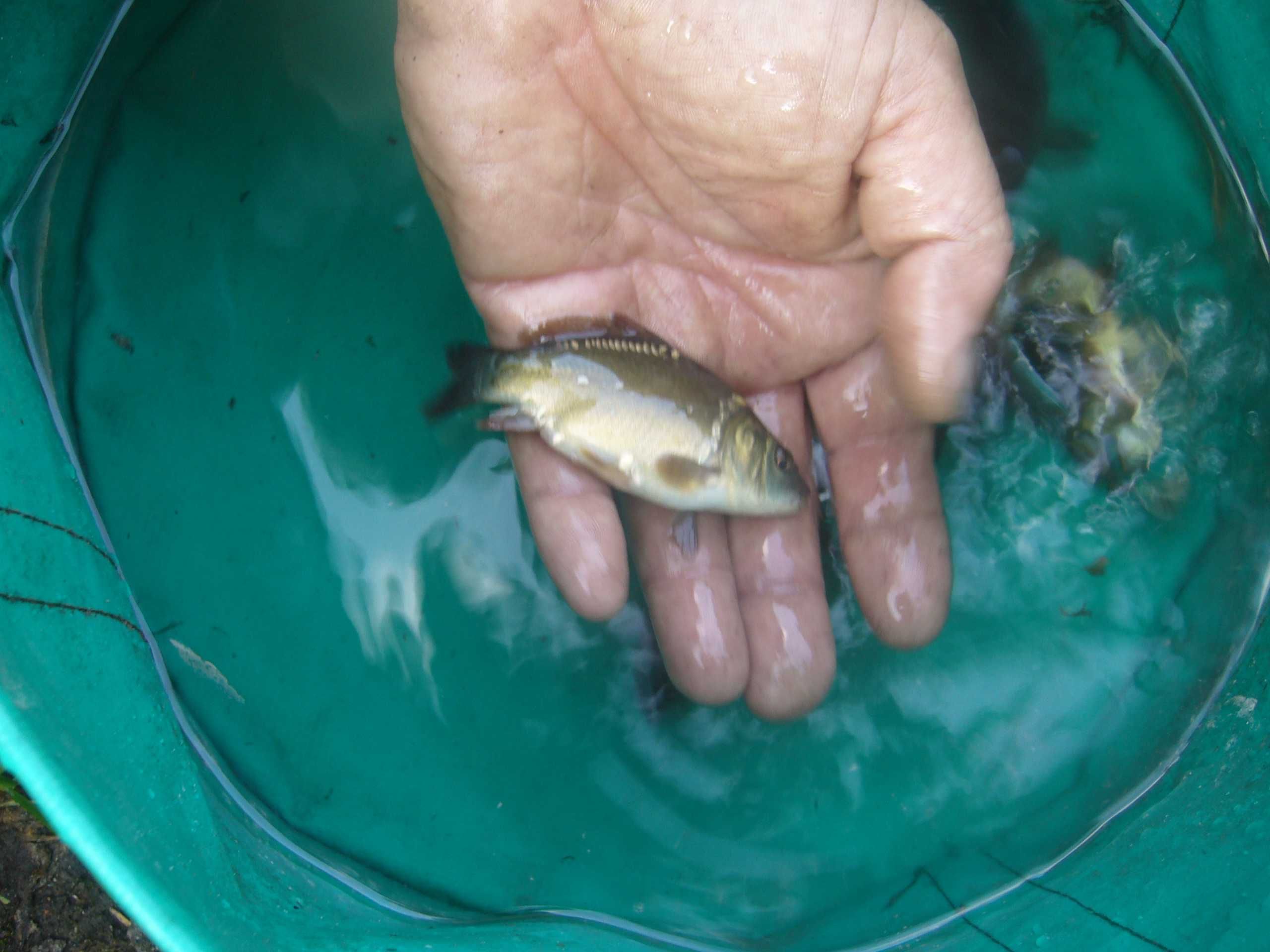 Karp, narybek karpia