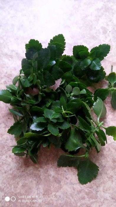 Віддам коланхое зрізаний