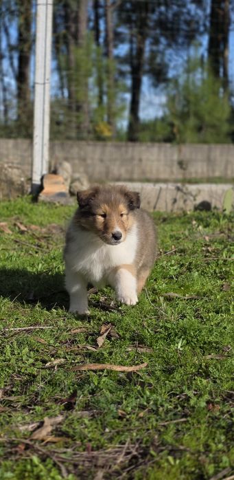 Rough Collie - Lassie