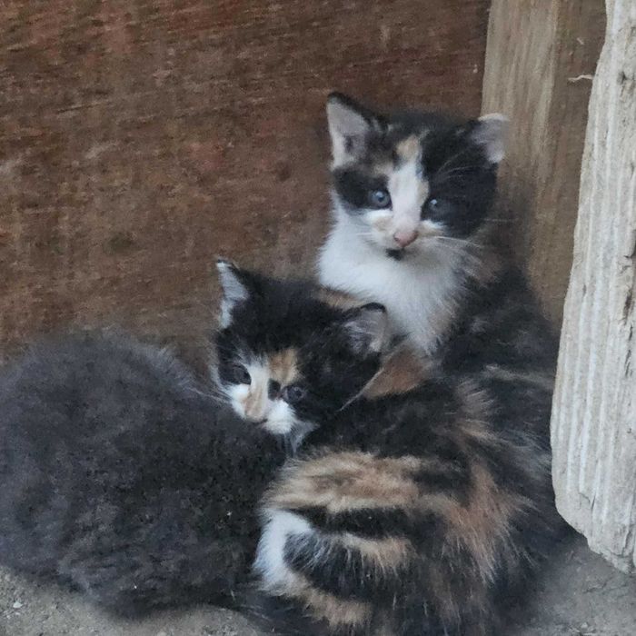 Oddam w dobre ręce koty