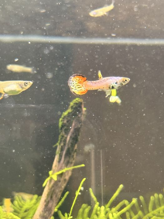 Gupiki - tylko samoczki