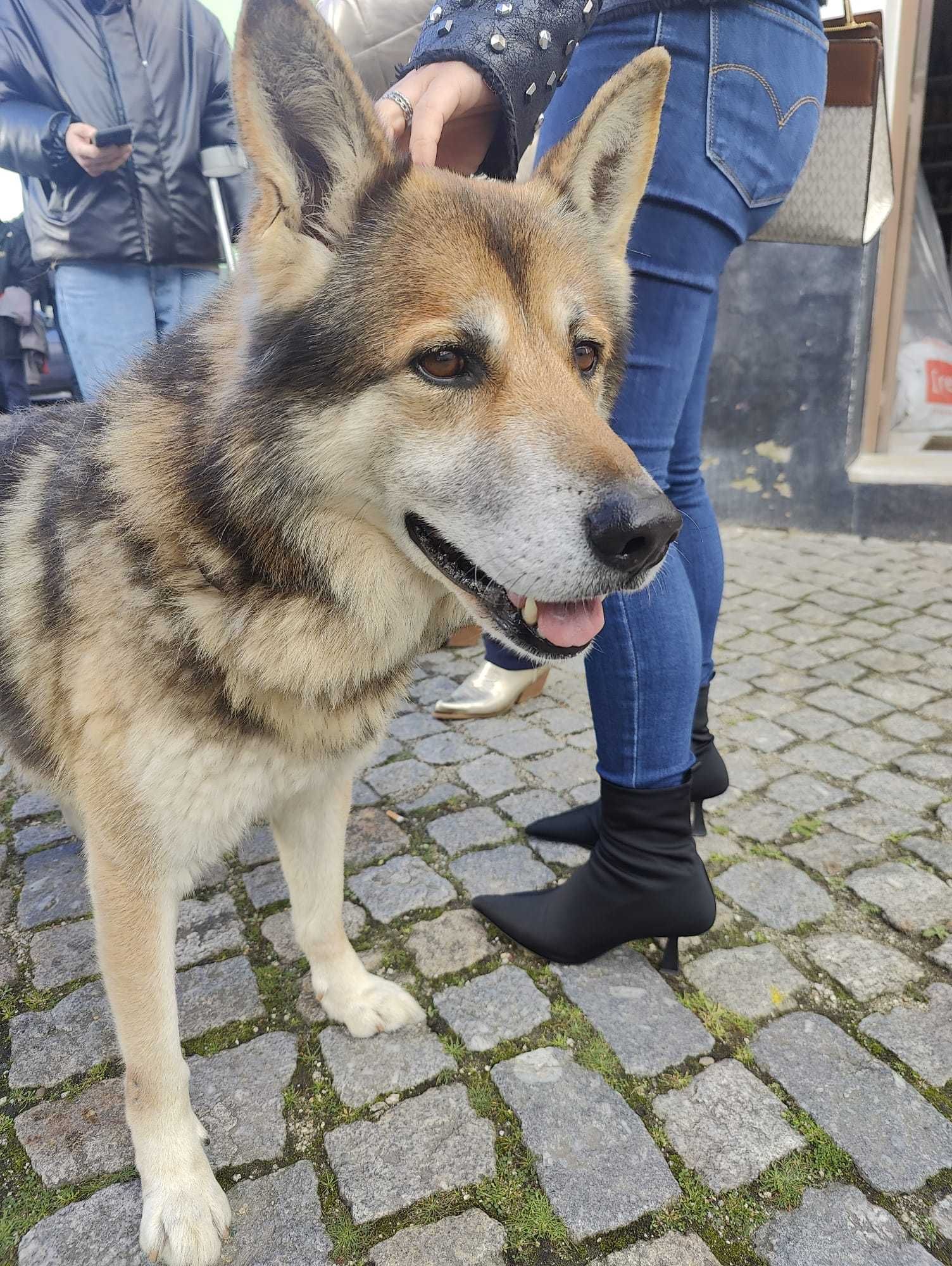 Cão Para Adoção Responsável