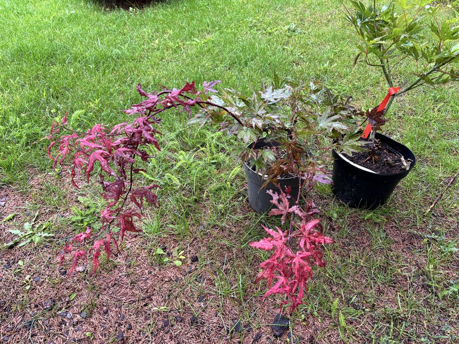 Klon palmowy "Uncle ghost"