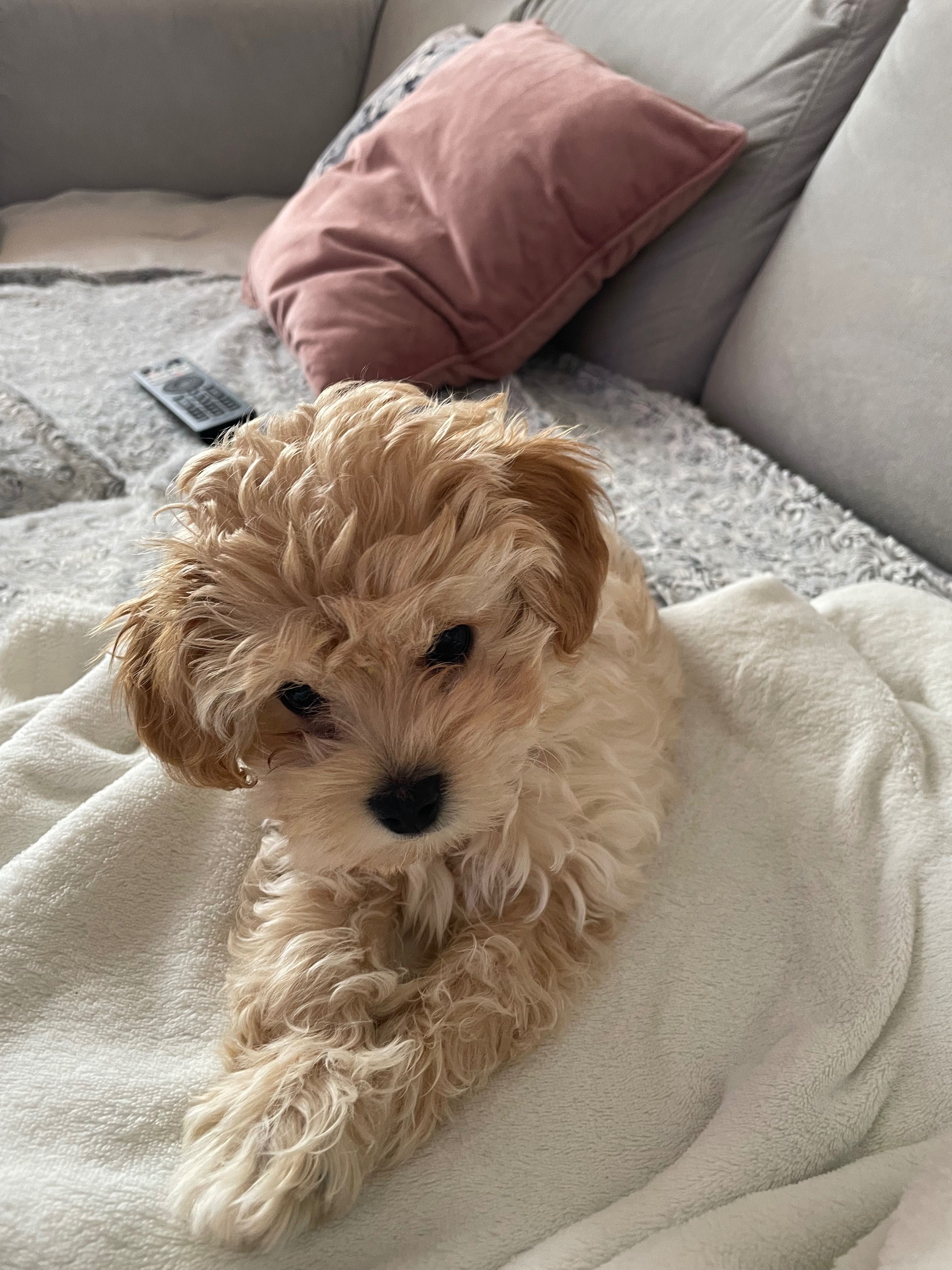 Maltipoo gotowy do zmiany domu