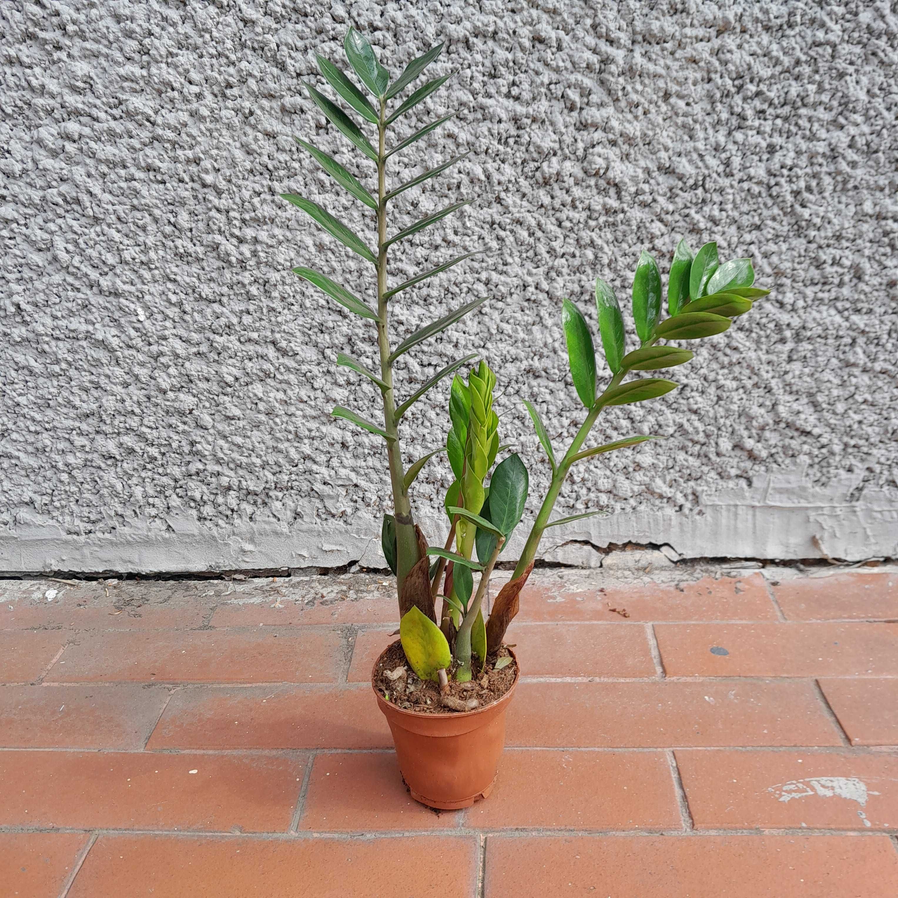 Zamioculcas zamiolistny Zamiofolia 50cm