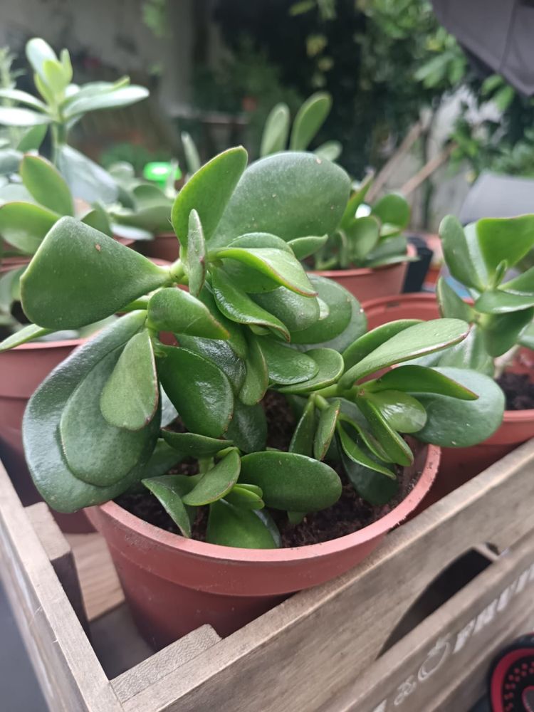 Planta de jade - planta da prosperidade