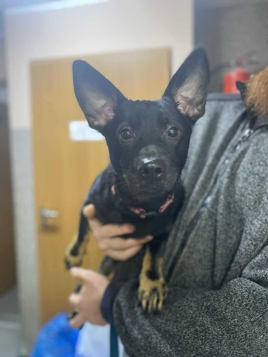 TYNKARZ- 10 miesięcy, 10 kg, łagodny, kochający. [FILMIKI}