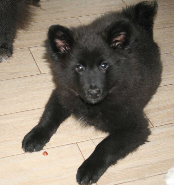 Szpic Niemiecki Duży -  jedyny taki w Polsce !!!