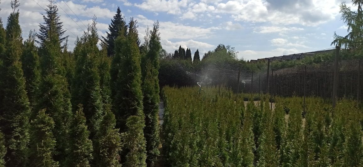 Tuja Szmaragd w pojemnikach w cenach producenta