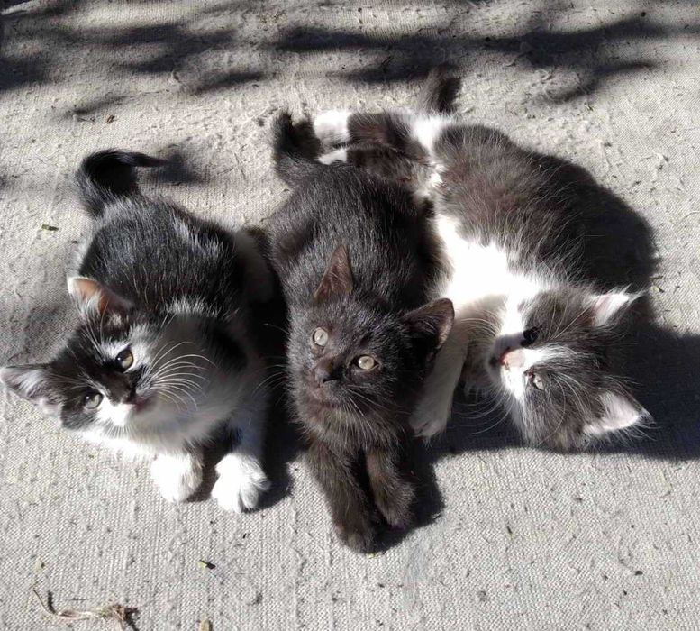 Котята Кошенята в добрі руки