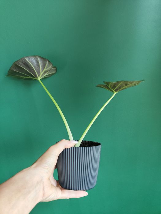 Ale okazja venti dwulistna 30 cm 30 zł