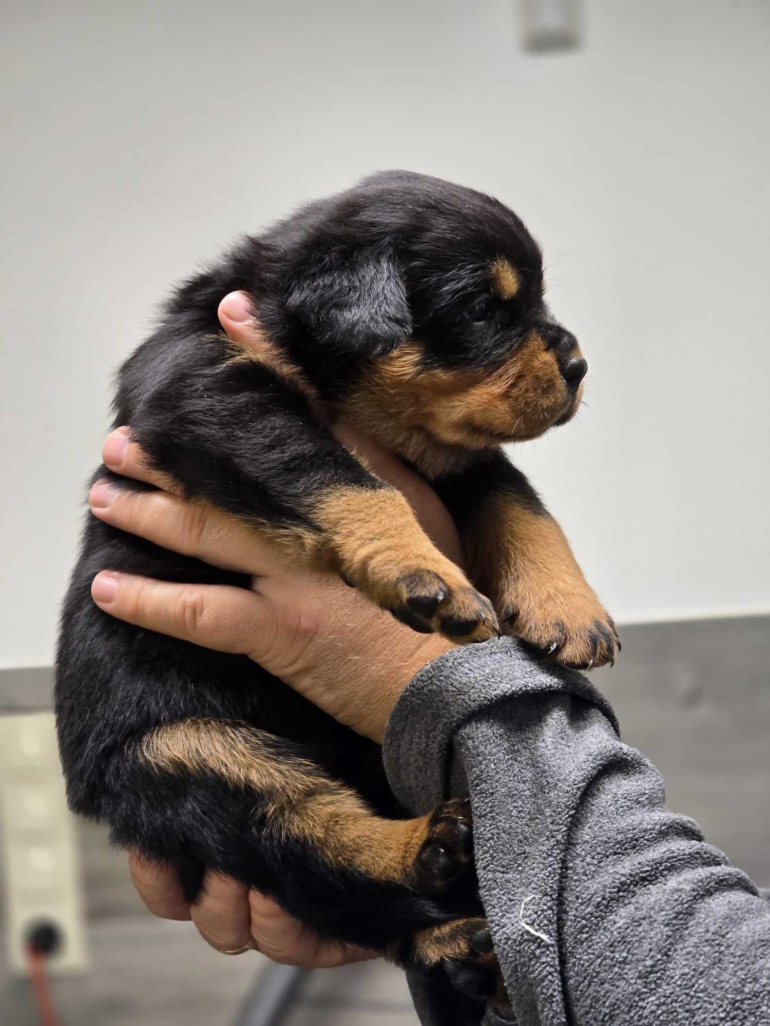 Rottweiler, szczeniak, piesek, ZKwP