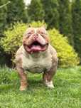 American Bully ABKC.