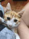 Gatinho 2 meses ADOÇÃO