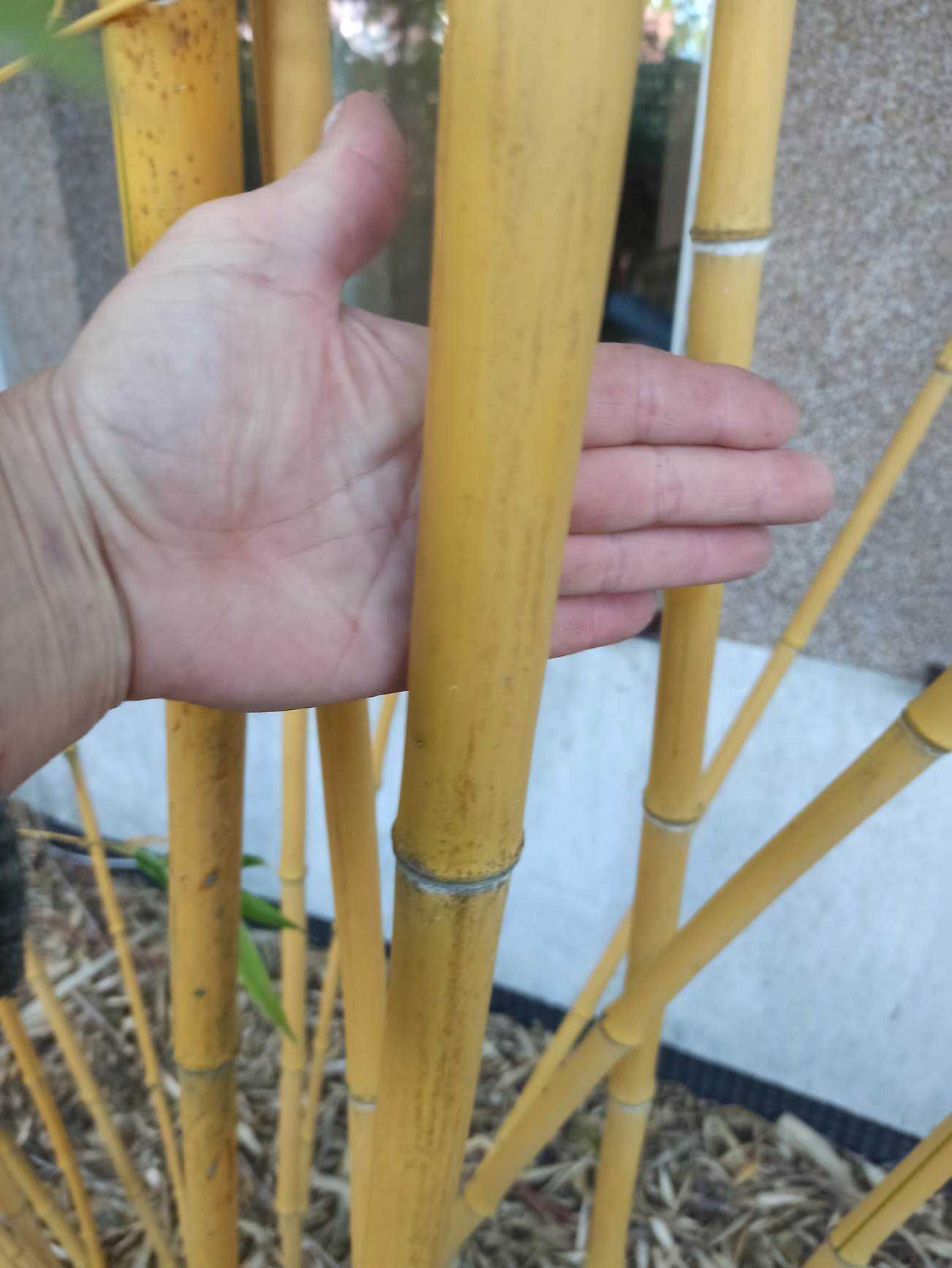 Bambusy mrozoodporne,zimozielone.Phyllostachys vivax shanghai 3 inne.