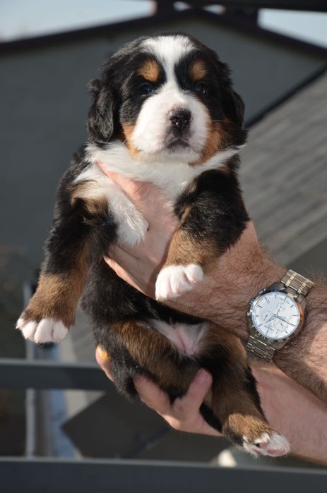 Berneński Pies Pasterski