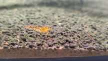 Krewetki Tibee 5 sztuk hybrydy caridina