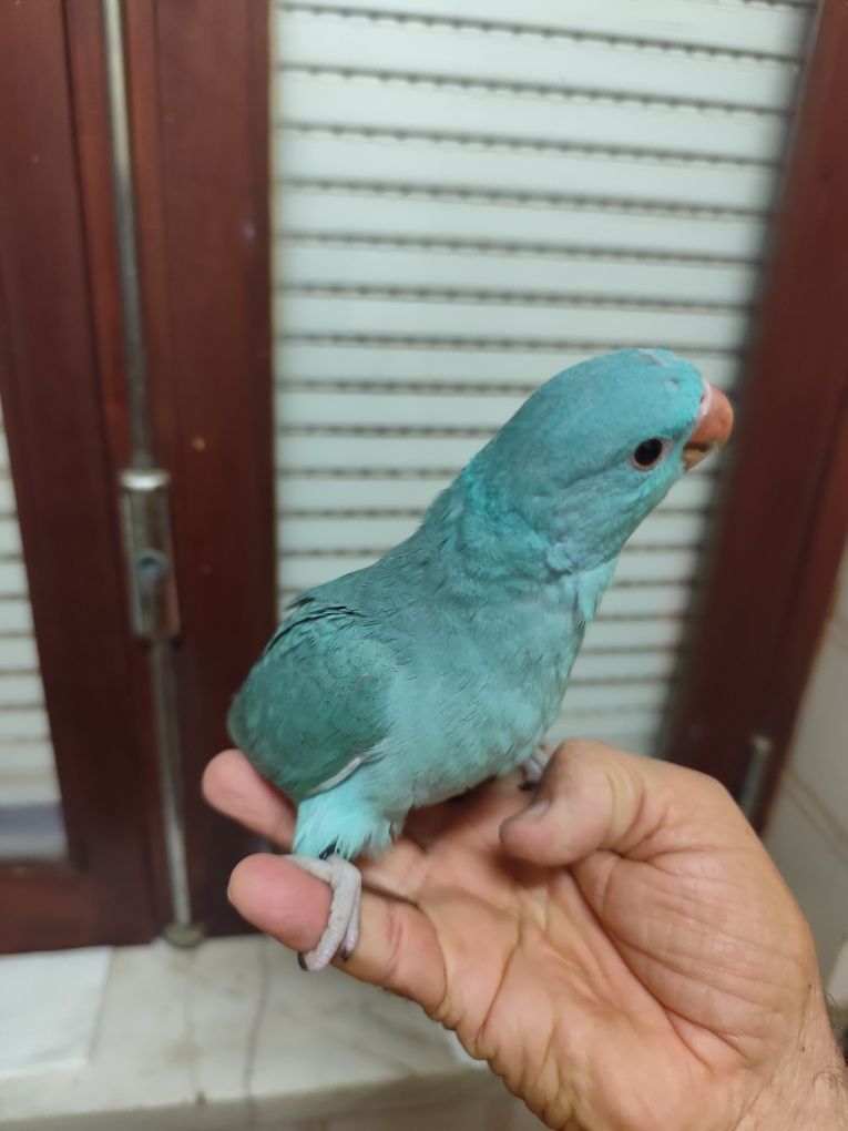 Ring Neck Azul ótimo para PET