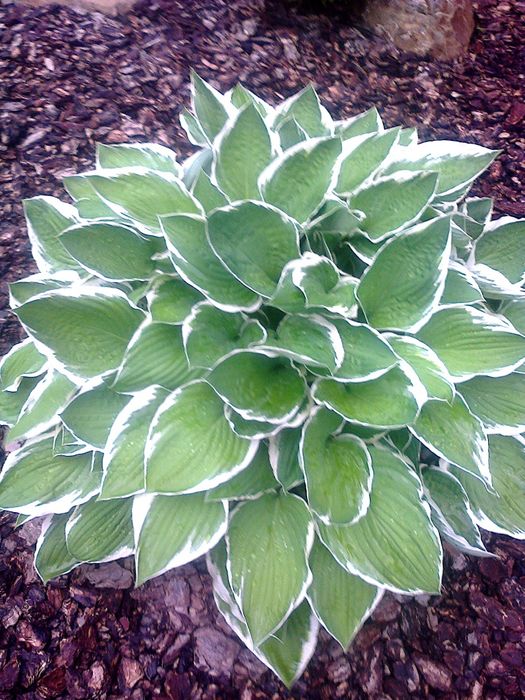 продам хости багаторічні