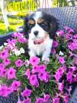 Suczka Cavalier King Charles Spaniel