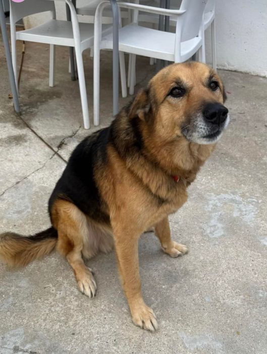 Adoção Responsável - Cão