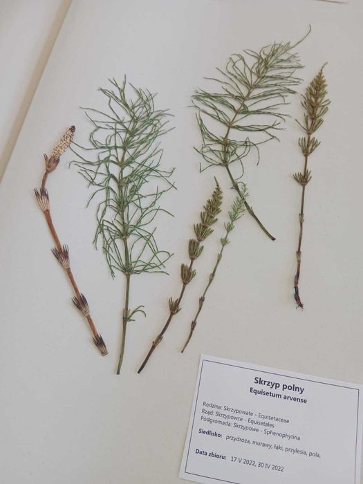 4 gat lesne zielnk 2025