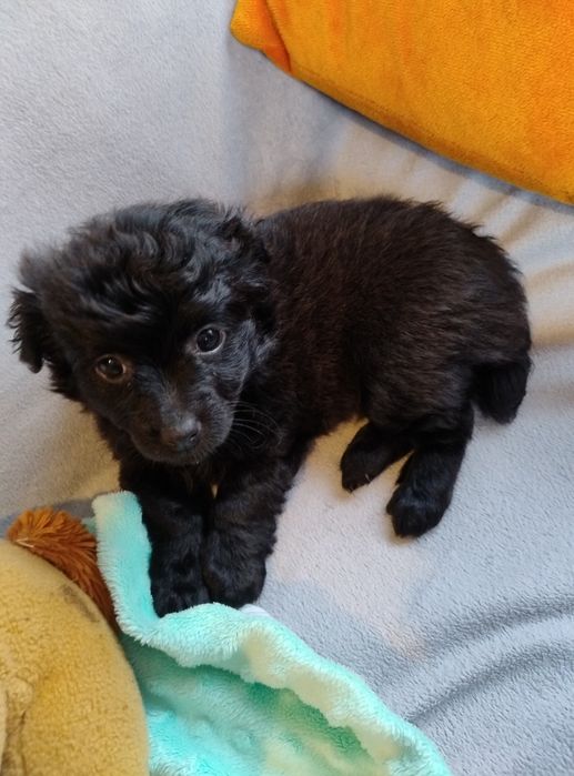 Czarne cudne maleństwo Daisy