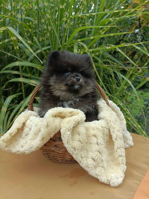 Wzorcowy Mały Szpic i wyjątkowym umaszczeniu Black and tan rodzice FCI