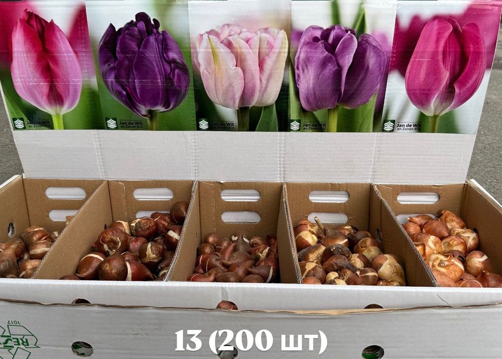 Цибулини тюльпанів та рахункулюс