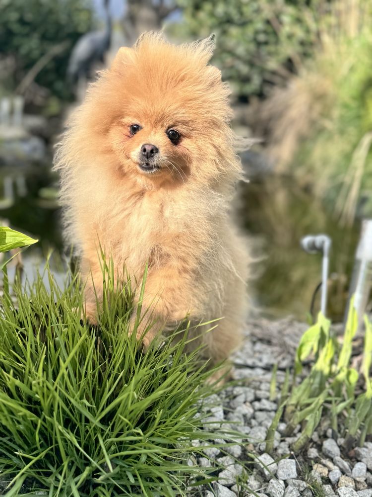 Szpic miniaturowy Pomeranian