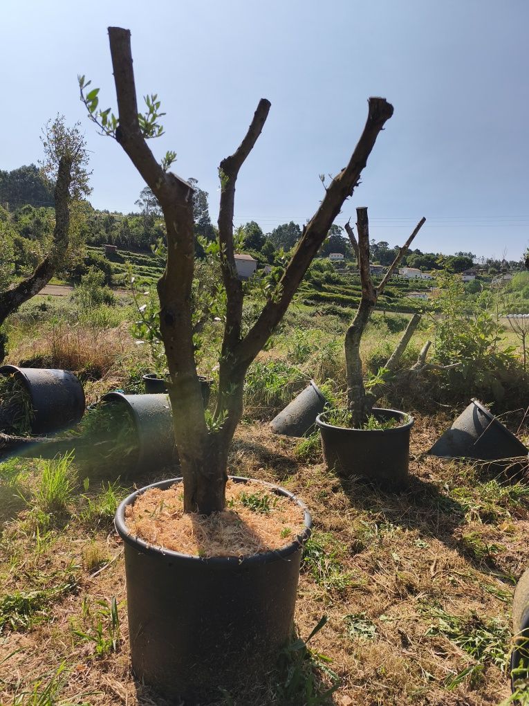 Oliveiras para jardim