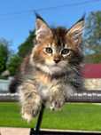 Charlotte-kotka Maine Coon