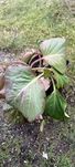 Bergenia sercowata ,kwiat ogrodowy, zimozielony